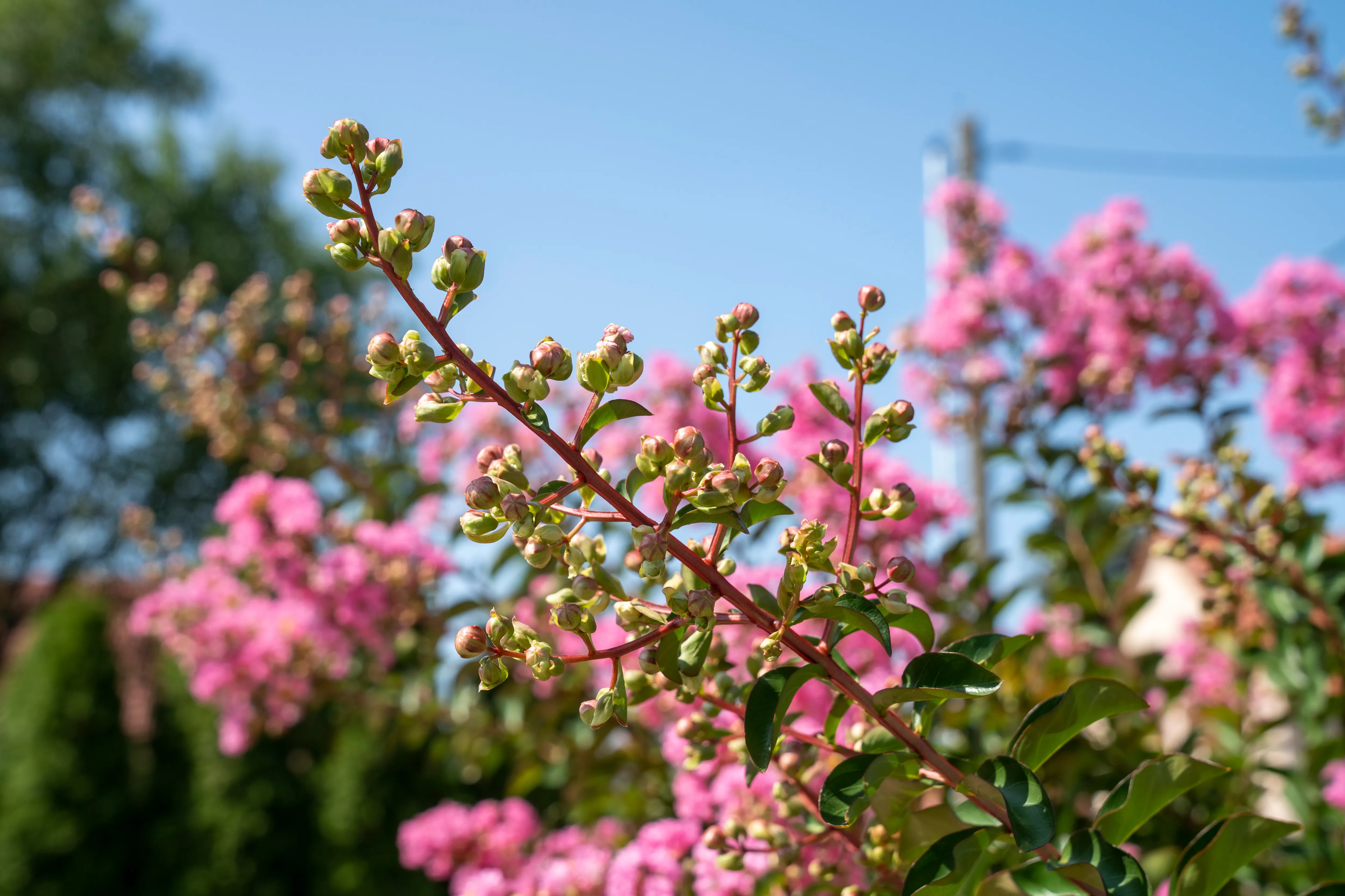 サルスベリの木