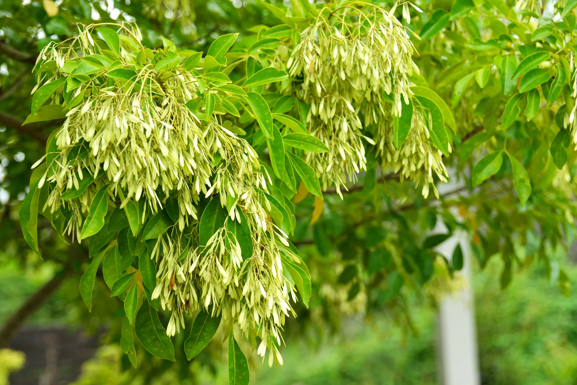 シマネトリコの木